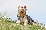 YORKSHIRE TERRIER 063